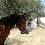 terapias-con-caballos-en-adicciones