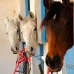 terapias con caballos en adicciones