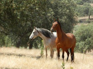 terapias con caballos en adicciones